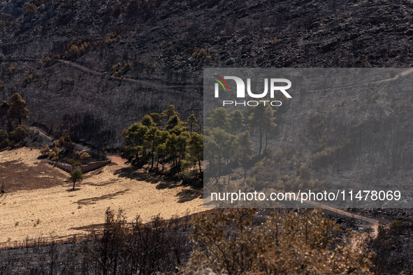 Trees are surviving after the devastating fire that is breaking out in Athens, Greece, on August 11, 2024. The photo is taken on August 14,...