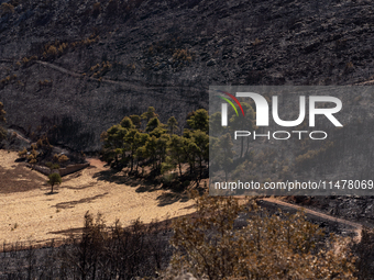 Trees are surviving after the devastating fire that is breaking out in Athens, Greece, on August 11, 2024. The photo is taken on August 14,...