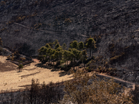 Trees are surviving after the devastating fire that is breaking out in Athens, Greece, on August 11, 2024. The photo is taken on August 14,...