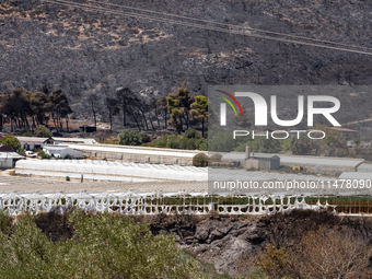 A destroyed greenhouse is resulting from the fire that broke out in Athens, Greece, on August 11, 2024, in the Kaletzi area, on August 14, 2...