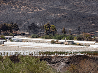 A destroyed greenhouse is resulting from the fire that broke out in Athens, Greece, on August 11, 2024, in the Kaletzi area, on August 14, 2...