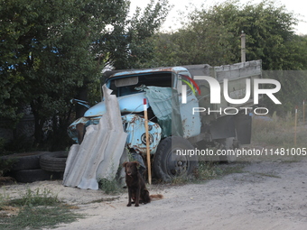 A dog is sitting by a destroyed truck left on the roadside in Kamianka village, Kharkiv region, Ukraine, on August 14, 2024, which was destr...