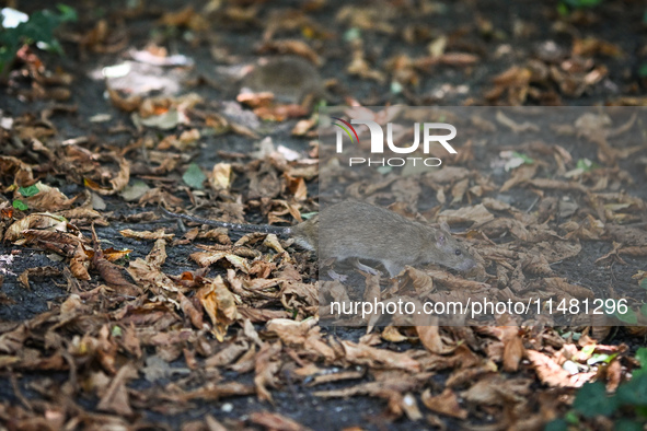 KRAKOW, POLAND - AUGUST 15, 2024:
A rat sniffing around for food in the Krakow Planty park, on August 15, 2024, in Krakow, Lesser Poland Voi...