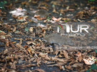 KRAKOW, POLAND - AUGUST 15, 2024:
A rat sniffing around for food in the Krakow Planty park, on August 15, 2024, in Krakow, Lesser Poland Voi...