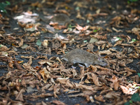 KRAKOW, POLAND - AUGUST 15, 2024:
A rat sniffing around for food in the Krakow Planty park, on August 15, 2024, in Krakow, Lesser Poland Voi...