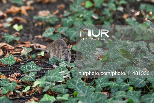 KRAKOW, POLAND - AUGUST 15, 2024:
A rat sniffing around for food in the Krakow Planty park, on August 15, 2024, in Krakow, Lesser Poland Voi...