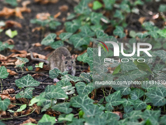 KRAKOW, POLAND - AUGUST 15, 2024:
A rat sniffing around for food in the Krakow Planty park, on August 15, 2024, in Krakow, Lesser Poland Voi...