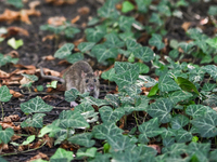 KRAKOW, POLAND - AUGUST 15, 2024:
A rat sniffing around for food in the Krakow Planty park, on August 15, 2024, in Krakow, Lesser Poland Voi...