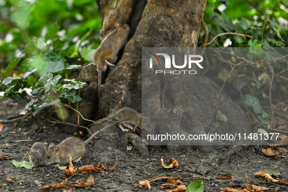 KRAKOW, POLAND - AUGUST 15, 2024:
Rats sniffing around for food in the Krakow Planty park, on August 15, 2024, in Krakow, Lesser Poland Voiv...