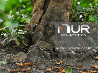 KRAKOW, POLAND - AUGUST 15, 2024:
Rats sniffing around for food in the Krakow Planty park, on August 15, 2024, in Krakow, Lesser Poland Voiv...