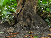 KRAKOW, POLAND - AUGUST 15, 2024:
Rats sniffing around for food in the Krakow Planty park, on August 15, 2024, in Krakow, Lesser Poland Voiv...