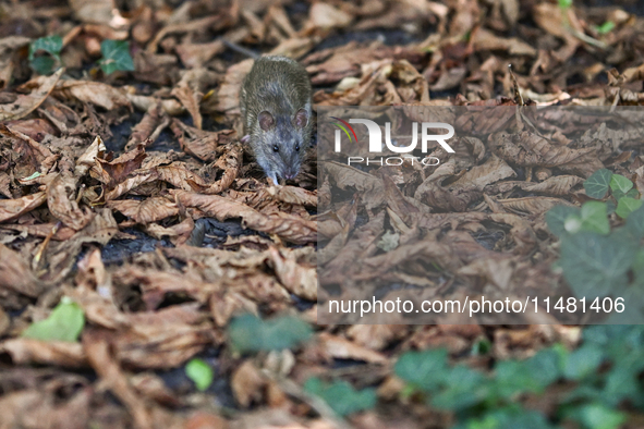 KRAKOW, POLAND - AUGUST 15, 2024:
A rat sniffing around for food in the Krakow Planty park, on August 15, 2024, in Krakow, Lesser Poland Voi...