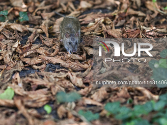 KRAKOW, POLAND - AUGUST 15, 2024:
A rat sniffing around for food in the Krakow Planty park, on August 15, 2024, in Krakow, Lesser Poland Voi...