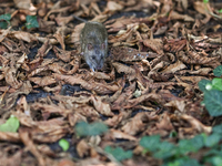 KRAKOW, POLAND - AUGUST 15, 2024:
A rat sniffing around for food in the Krakow Planty park, on August 15, 2024, in Krakow, Lesser Poland Voi...