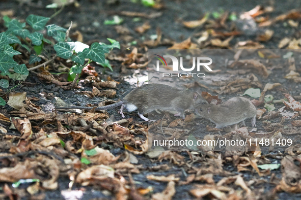 KRAKOW, POLAND - AUGUST 15, 2024:
Two rats sniffing around for food in the Krakow Planty park, on August 15, 2024, in Krakow, Lesser Poland...