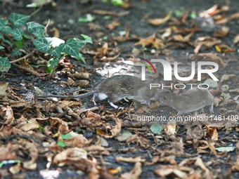 KRAKOW, POLAND - AUGUST 15, 2024:
Two rats sniffing around for food in the Krakow Planty park, on August 15, 2024, in Krakow, Lesser Poland...