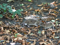 KRAKOW, POLAND - AUGUST 15, 2024:
Two rats sniffing around for food in the Krakow Planty park, on August 15, 2024, in Krakow, Lesser Poland...