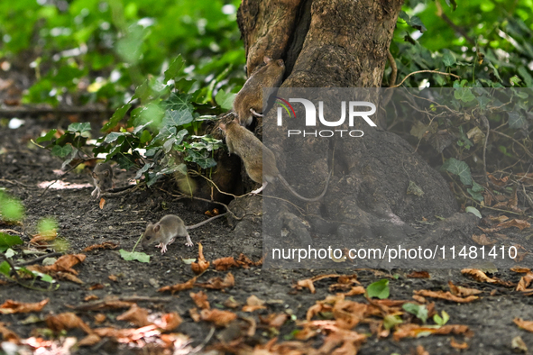 KRAKOW, POLAND - AUGUST 15, 2024:
Rats sniffing around for food in the Krakow Planty park, on August 15, 2024, in Krakow, Lesser Poland Voiv...