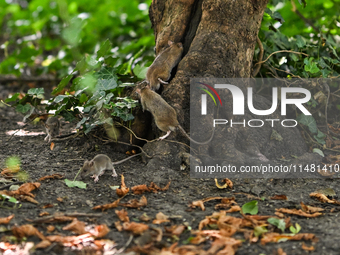 KRAKOW, POLAND - AUGUST 15, 2024:
Rats sniffing around for food in the Krakow Planty park, on August 15, 2024, in Krakow, Lesser Poland Voiv...