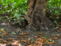 KRAKOW, POLAND - AUGUST 15, 2024:
Rats sniffing around for food in the Krakow Planty park, on August 15, 2024, in Krakow, Lesser Poland Voiv...