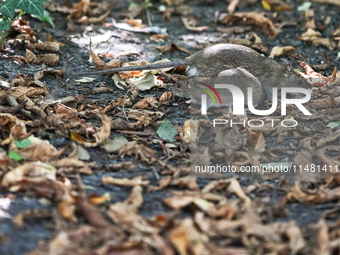 KRAKOW, POLAND - AUGUST 15, 2024:
Two rats sniffing around for food in the Krakow Planty park, on August 15, 2024, in Krakow, Lesser Poland...