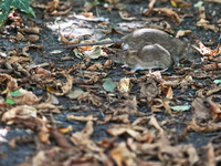 KRAKOW, POLAND - AUGUST 15, 2024:
Two rats sniffing around for food in the Krakow Planty park, on August 15, 2024, in Krakow, Lesser Poland...