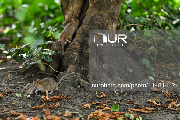 KRAKOW, POLAND - AUGUST 15, 2024:
Rats sniffing around for food in the Krakow Planty park, on August 15, 2024, in Krakow, Lesser Poland Voiv...