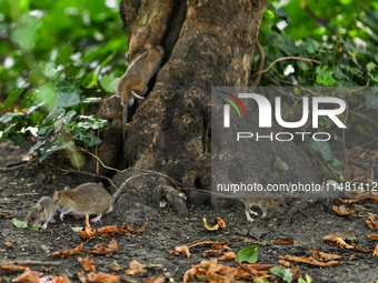 KRAKOW, POLAND - AUGUST 15, 2024:
Rats sniffing around for food in the Krakow Planty park, on August 15, 2024, in Krakow, Lesser Poland Voiv...