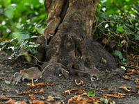 KRAKOW, POLAND - AUGUST 15, 2024:
Rats sniffing around for food in the Krakow Planty park, on August 15, 2024, in Krakow, Lesser Poland Voiv...