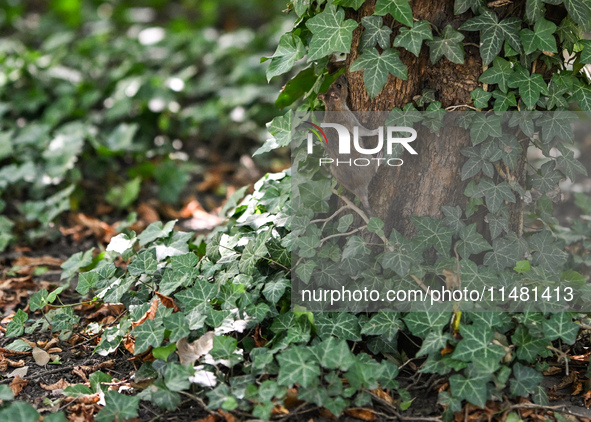 KRAKOW, POLAND - AUGUST 15, 2024:
A rat sniffing around for food in the Krakow Planty park, on August 15, 2024, in Krakow, Lesser Poland Voi...