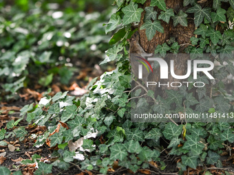 KRAKOW, POLAND - AUGUST 15, 2024:
A rat sniffing around for food in the Krakow Planty park, on August 15, 2024, in Krakow, Lesser Poland Voi...