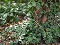 KRAKOW, POLAND - AUGUST 15, 2024:
A rat sniffing around for food in the Krakow Planty park, on August 15, 2024, in Krakow, Lesser Poland Voi...