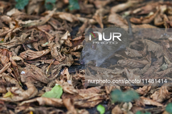 KRAKOW, POLAND - AUGUST 15, 2024:
A rat sniffing around for food in the Krakow Planty park, on August 15, 2024, in Krakow, Lesser Poland Voi...