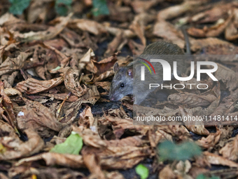 KRAKOW, POLAND - AUGUST 15, 2024:
A rat sniffing around for food in the Krakow Planty park, on August 15, 2024, in Krakow, Lesser Poland Voi...