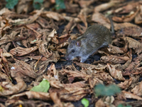 KRAKOW, POLAND - AUGUST 15, 2024:
A rat sniffing around for food in the Krakow Planty park, on August 15, 2024, in Krakow, Lesser Poland Voi...