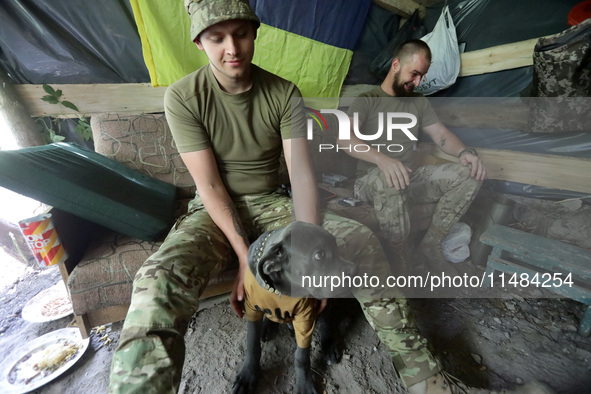 A serviceman of the Motorised Rifle Battalion of the 93rd Kholodnyi Yar Separate Mechanized Brigade of the Ukrainian Armed Forces is petting...