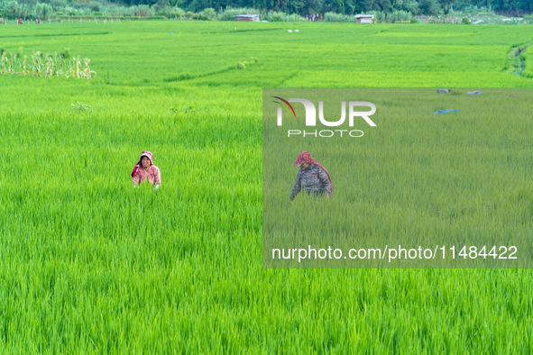 Rural farmers are working in paddy fields during the monsoon season in Lalitpur, Nepal, on August 12, 2024 