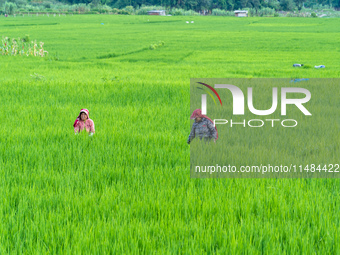 Rural farmers are working in paddy fields during the monsoon season in Lalitpur, Nepal, on August 12, 2024 (