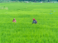 Rural farmers are working in paddy fields during the monsoon season in Lalitpur, Nepal, on August 12, 2024 (