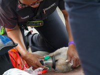 The Washington DC fire department is rescuing a dog and a puppy from a fire. Eight dogs are being taken from the fire, with two requiring me...