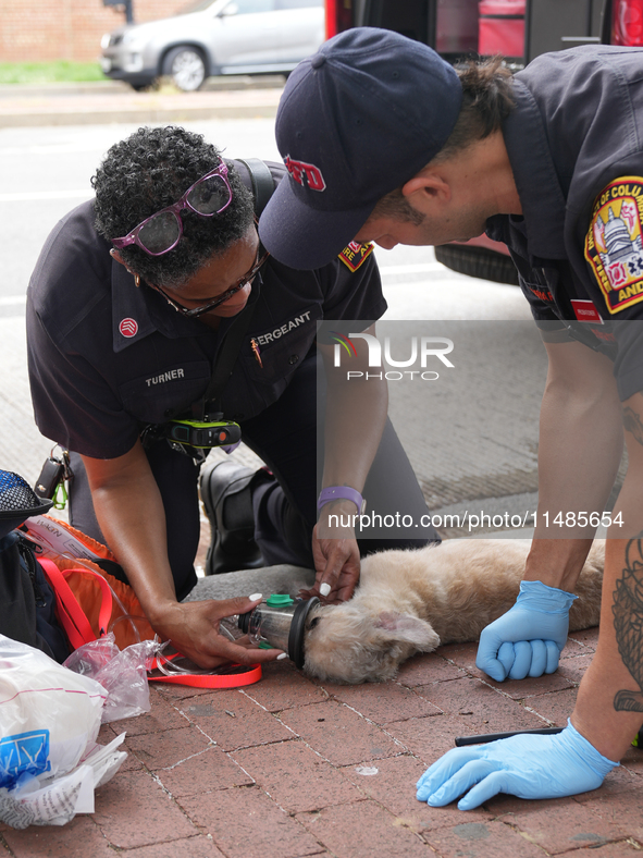 The Washington DC fire department is rescuing a dog and a puppy from a fire. Eight dogs are being taken from the fire, with two requiring me...