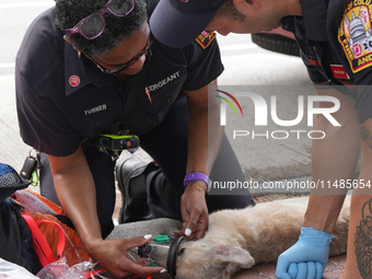 The Washington DC fire department is rescuing a dog and a puppy from a fire. Eight dogs are being taken from the fire, with two requiring me...