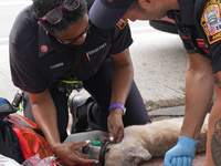 The Washington DC fire department is rescuing a dog and a puppy from a fire. Eight dogs are being taken from the fire, with two requiring me...