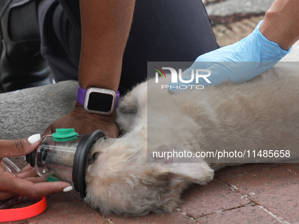 The Washington DC fire department is rescuing a dog and a puppy from a fire. Eight dogs are being taken from the fire, with two requiring me...