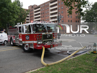 The Washington DC fire department is rescuing a dog and a puppy from a fire. Eight dogs are being taken from the fire, with two requiring me...