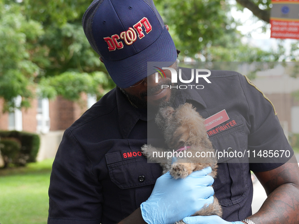 The Washington DC fire department is rescuing a dog and a puppy from a fire. Eight dogs are being taken from the fire, with two requiring me...