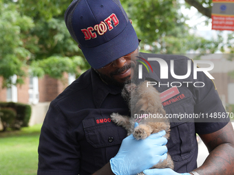 The Washington DC fire department is rescuing a dog and a puppy from a fire. Eight dogs are being taken from the fire, with two requiring me...