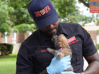 The Washington DC fire department is rescuing a dog and a puppy from a fire. Eight dogs are being taken from the fire, with two requiring me...