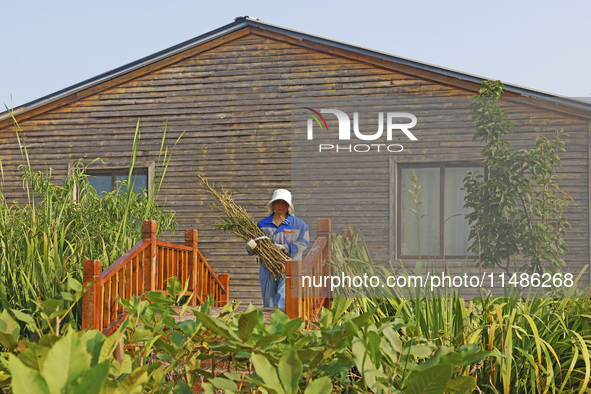 A skilled worker is grafting fruit seedlings at the Bigen fruit seedling breeding base in Suqian, China, on August 17, 2024. 