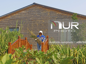 A skilled worker is grafting fruit seedlings at the Bigen fruit seedling breeding base in Suqian, China, on August 17, 2024. (